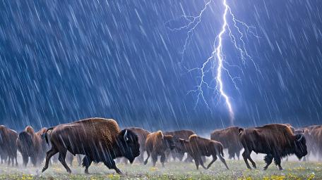 Buffalo Storm wallpaper