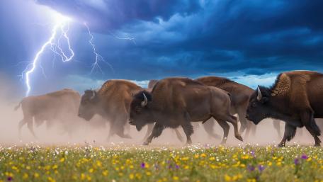 Animals wallpaper wallpaper