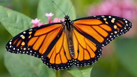 Monarch wallpaper