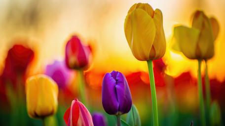 Tulip Garden in Vivid Sunset Glow wallpaper