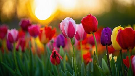 Vibrant Tulips at Sunset in 5K Splendor wallpaper