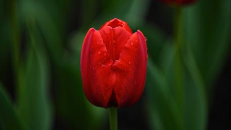Red Tulip Elegance in 8K Splendor wallpaper