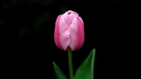 Pink Tulip Elegance on Black Canvas wallpaper