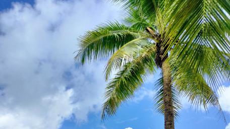 Tropical Serenity with Lush Palm Trees wallpaper
