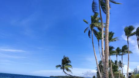 Beach Coconuts wallpaper