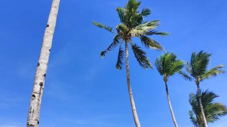 Dance Like Coconut Trees wallpaper