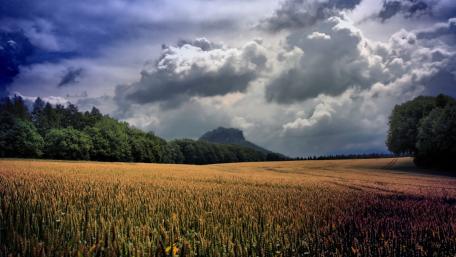 Golden Wheat Field Under Dramatic Sky wallpaper