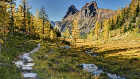 Pathway through Yoho's Autumn Splendor wallpaper