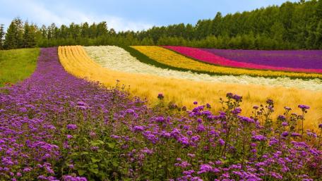 Vibrant Flower Fields in Lush Landscape wallpaper