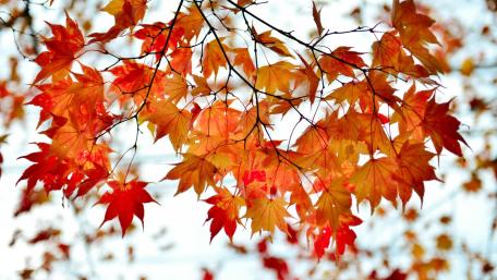 Autumn's Vibrant Maple Canopy wallpaper