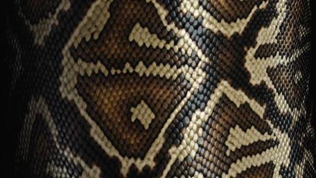 Snakeskin Elegance in Abstract Patterns wallpaper
