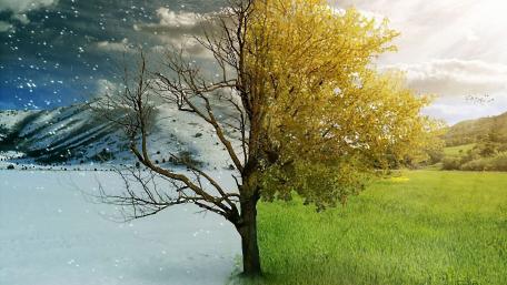 Seasons in Transition Nature's Duality wallpaper