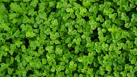 Tranquil Green Clover Field in 5K wallpaper
