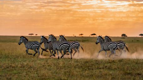 Zebras On The Run wallpaper