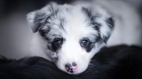 Adorable Australian Shepherd Puppy wallpaper