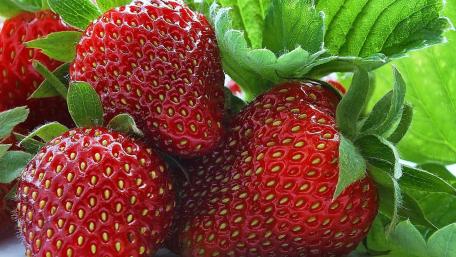 Juicy Strawberries in Vibrant Greenery wallpaper