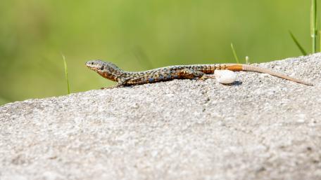 Lizard Sunbathing on a Stone Surface wallpaper