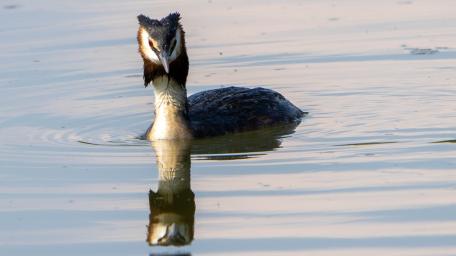 Graceful Grebe Swimming in Calm Waters wallpaper