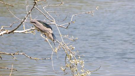 Graceful Heron Poised by the Water's Edge wallpaper