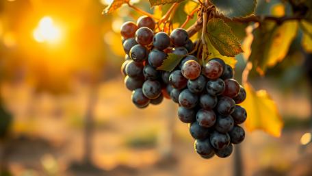 Bunch of grapes  wallpaper