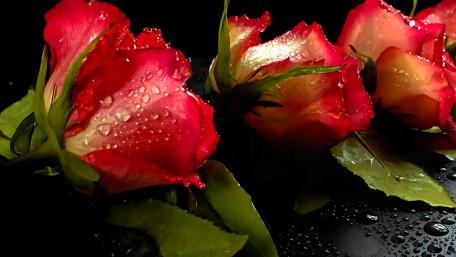 Velvety Crimson Petals Elegance in Bloom wallpaper