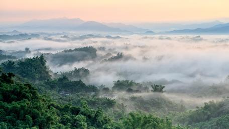 Misty Jungle Morning Serenity wallpaper