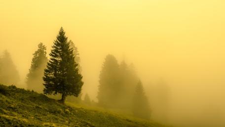 Misty Pines in Golden Haze wallpaper