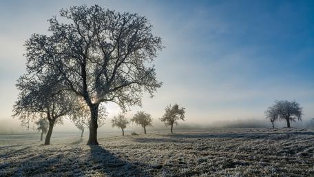 Frozen Elegance in The Winter Dawn wallpaper
