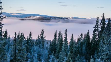 Enchanted Morning Mist Over Frosty Pines wallpaper