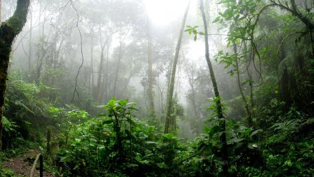 Mystical Mist in Borneo’s Lush Rainforest wallpaper