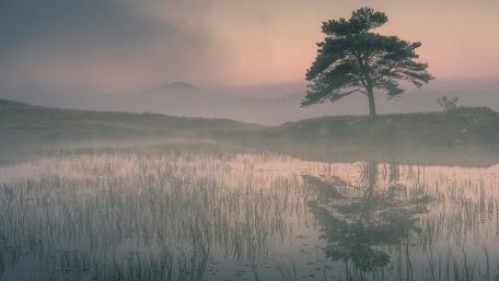 Solitary Tree at Sunrise by the Misty Lakeside wallpaper