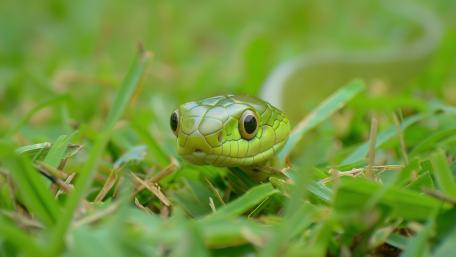 Green Serpent in Lush Grassland wallpaper