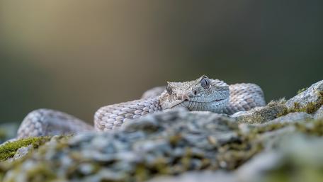 Viper in Tranquil Wilderness Setting wallpaper