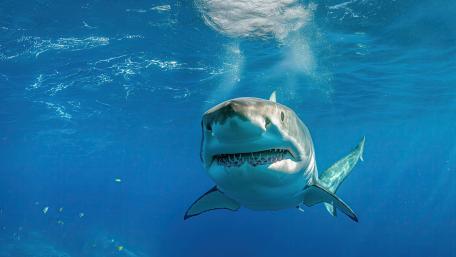 Majestic Shark Beneath Ocean Waves wallpaper