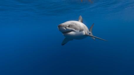 Great White Shark in Tranquil Ocean Depths wallpaper