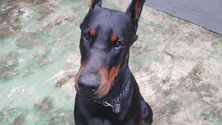 Majestic Dobermann Companion wallpaper