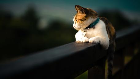 A cat laying in fence wallpaper