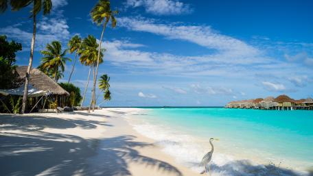 Tropical Paradise in Constance Halaveli Maldives wallpaper