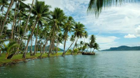 Tropical Paradise Under Swaying Palms wallpaper