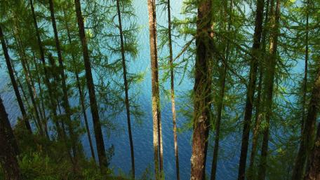 Serene Pines Overlooking Pristine Lake wallpaper