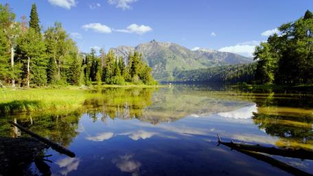 Tranquil Reflection in the Wild wallpaper