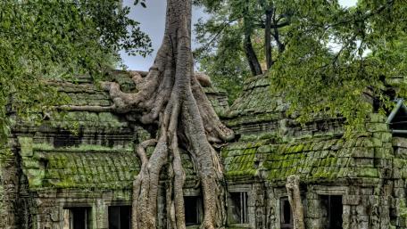 Ancient Roots of Angkor Wat Beauty wallpaper
