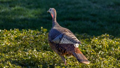 Wild Turkey in Vibrant Habitat wallpaper