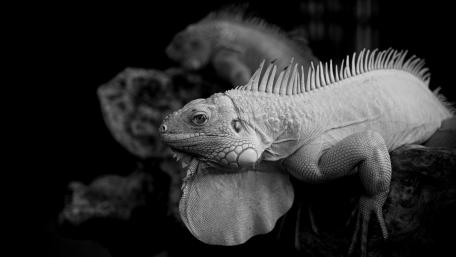Monochrome Majesty of Iguanas wallpaper
