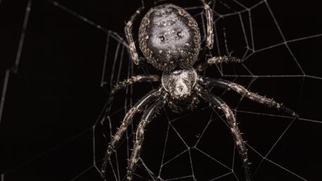 Enigmatic Arachnid in the Shadows wallpaper