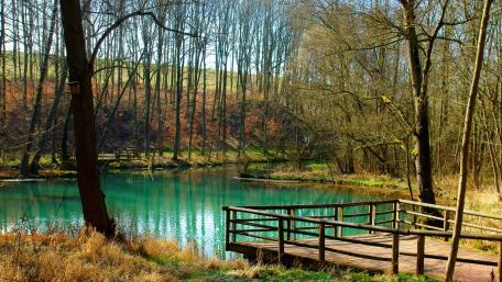 Serene Forest Lake with Tranquil Reflections wallpaper