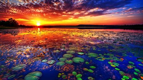 Sunset Symphony Over Lotus Lake wallpaper