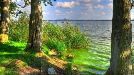 Summer Tranquility by the Lakeshore wallpaper