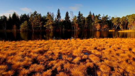 Golden Grasses by the Tranquil Lake wallpaper