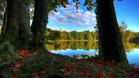 Nature's Quiet Reflection wallpaper